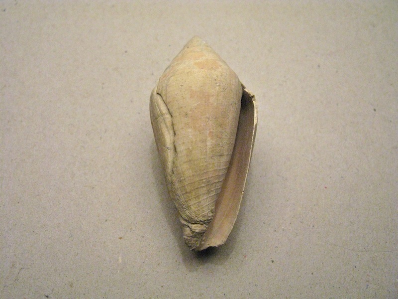 Conus pelagicus (Brocchi, 1814)