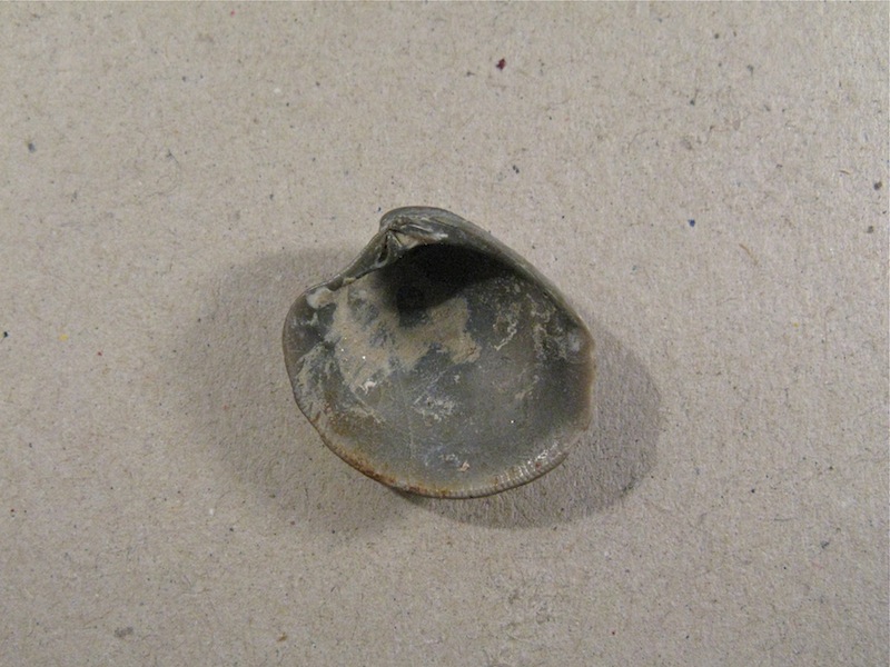 Bivalve del Calabriano