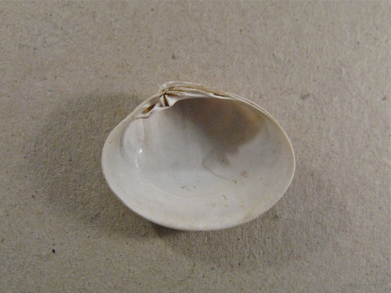 Bivalve pliocenico 04