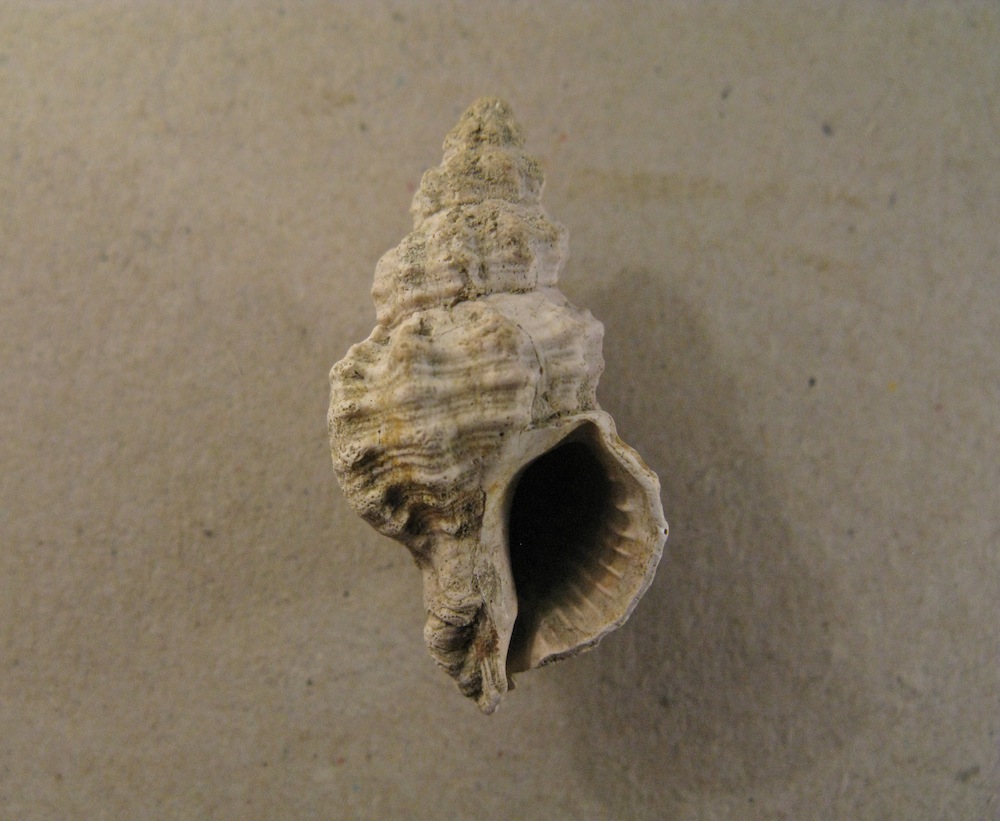 Gasteropode pliocenico 15