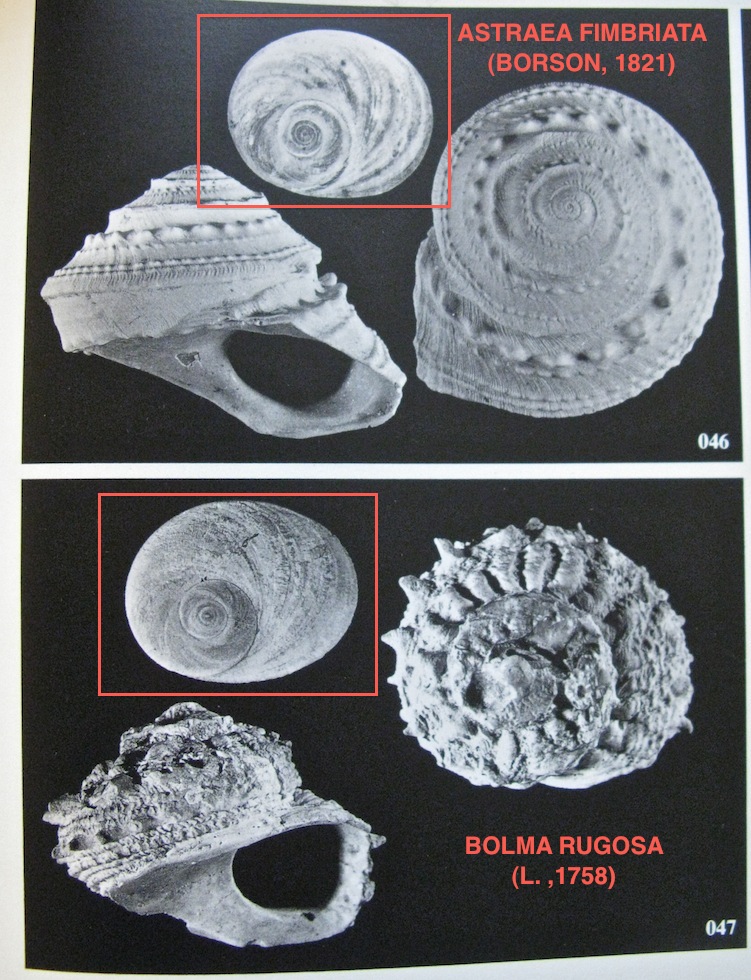 Bolma rugosa (Linnaeus, 1767)