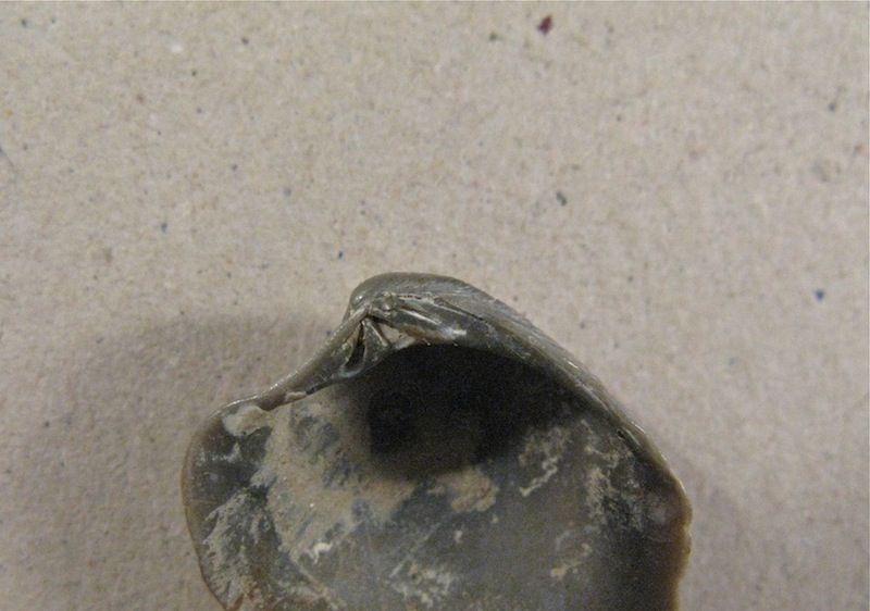 Bivalve del Calabriano