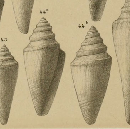 strano tipo di conus antidiluvianus