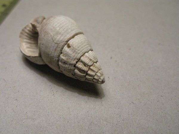 Nassarius turritus (Borson, 1820)