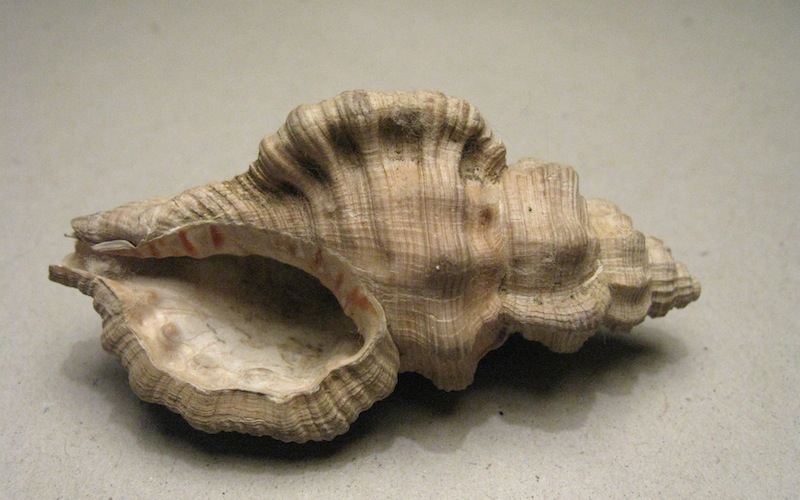 Cymatium doderleini (D''Ancona, 1872)