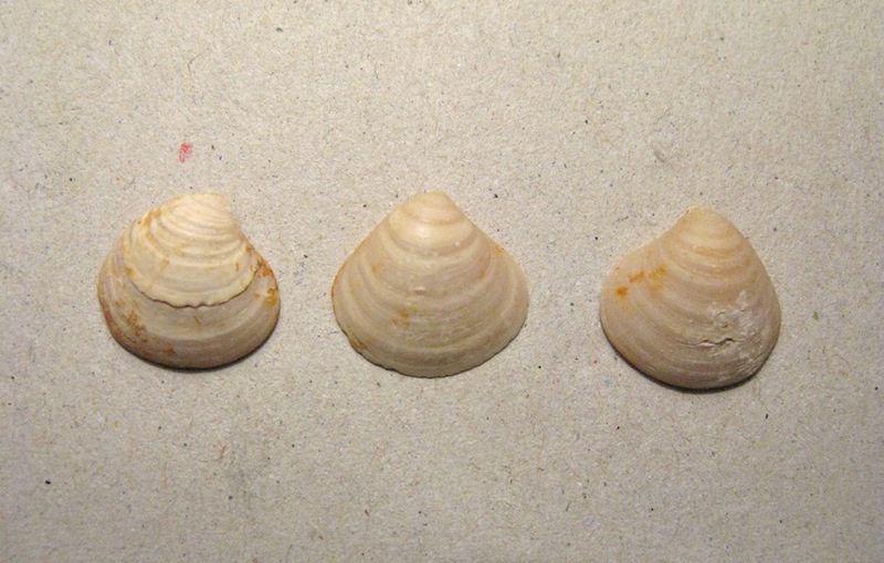 Bivalve pliocenico 01