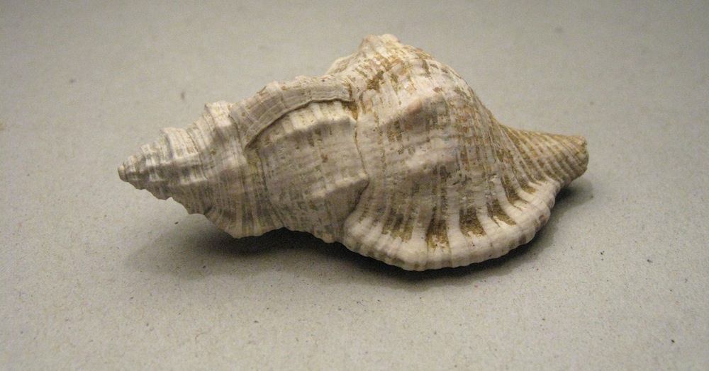 Cymatium doderleini (D''Ancona, 1872)