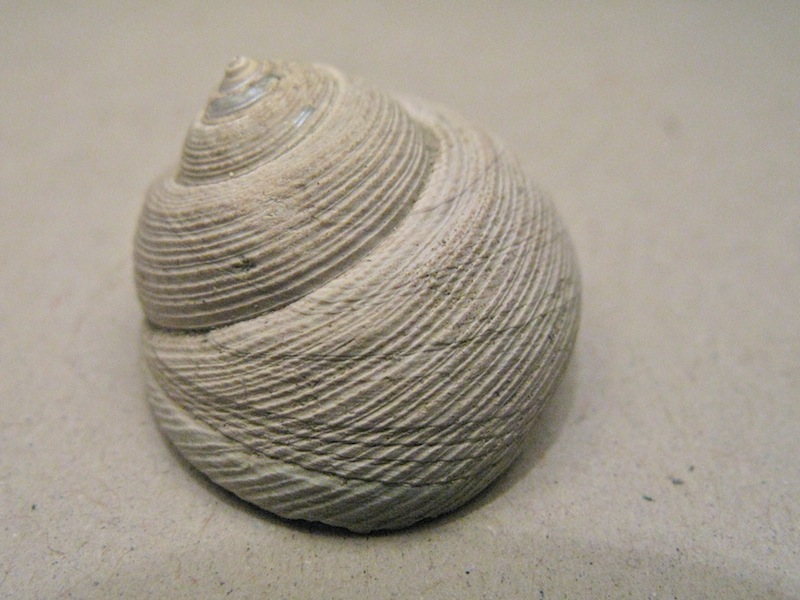 Gasteropode pliocenico 09