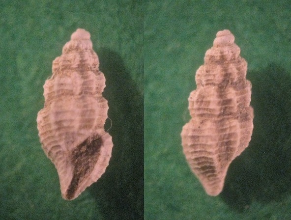 Microfossile 23