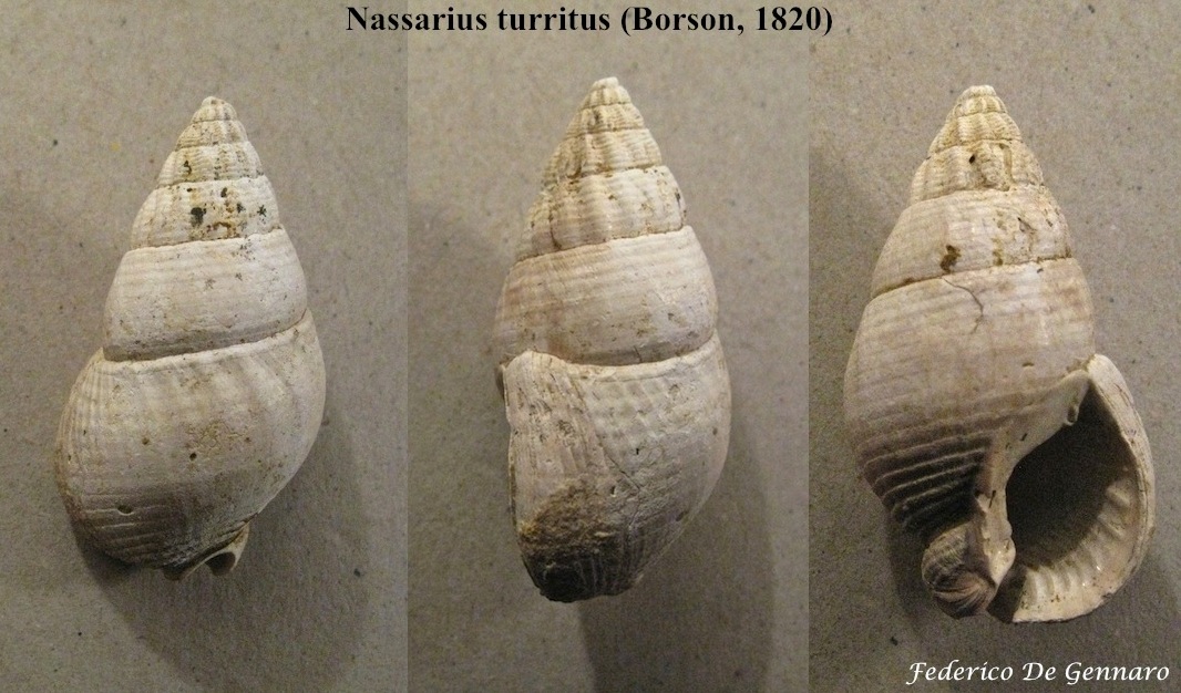 Nassarius turritus (Borson, 1820)