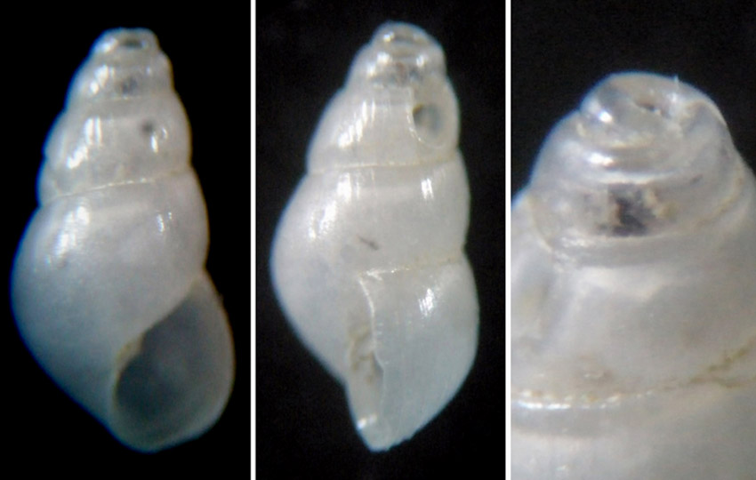 Odostomia lukisii?