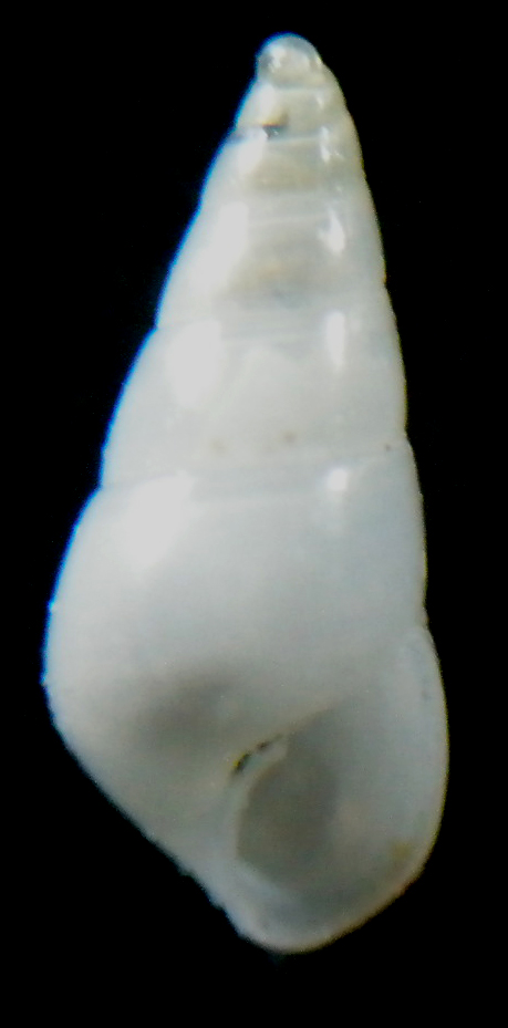 Odostomia unidentata?