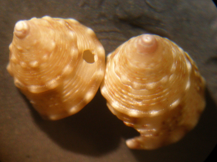 Jujubinus sp.