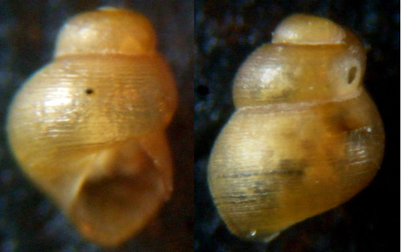 Obtusella intersecta ?