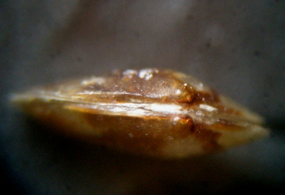 Piccolo bivalve