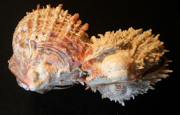 Spondylus... fratelli siamesi