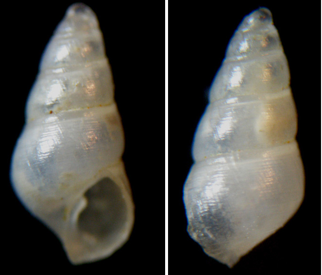 Conferma Odostomia striolata