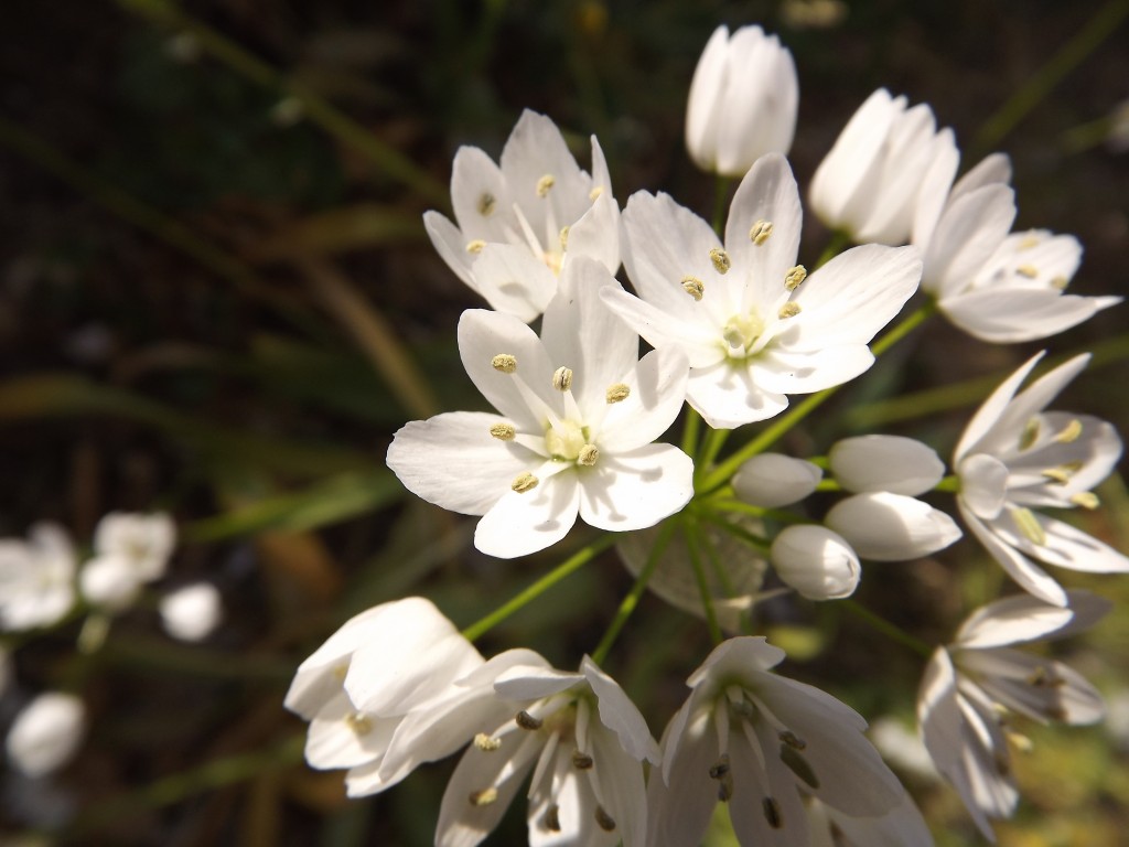 Allium neapolitanum