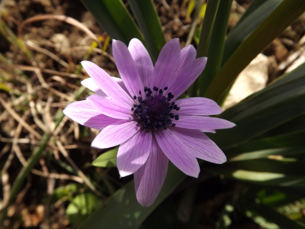 Anemone hortensis