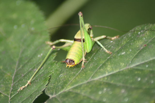 Eupholidoptera sp.