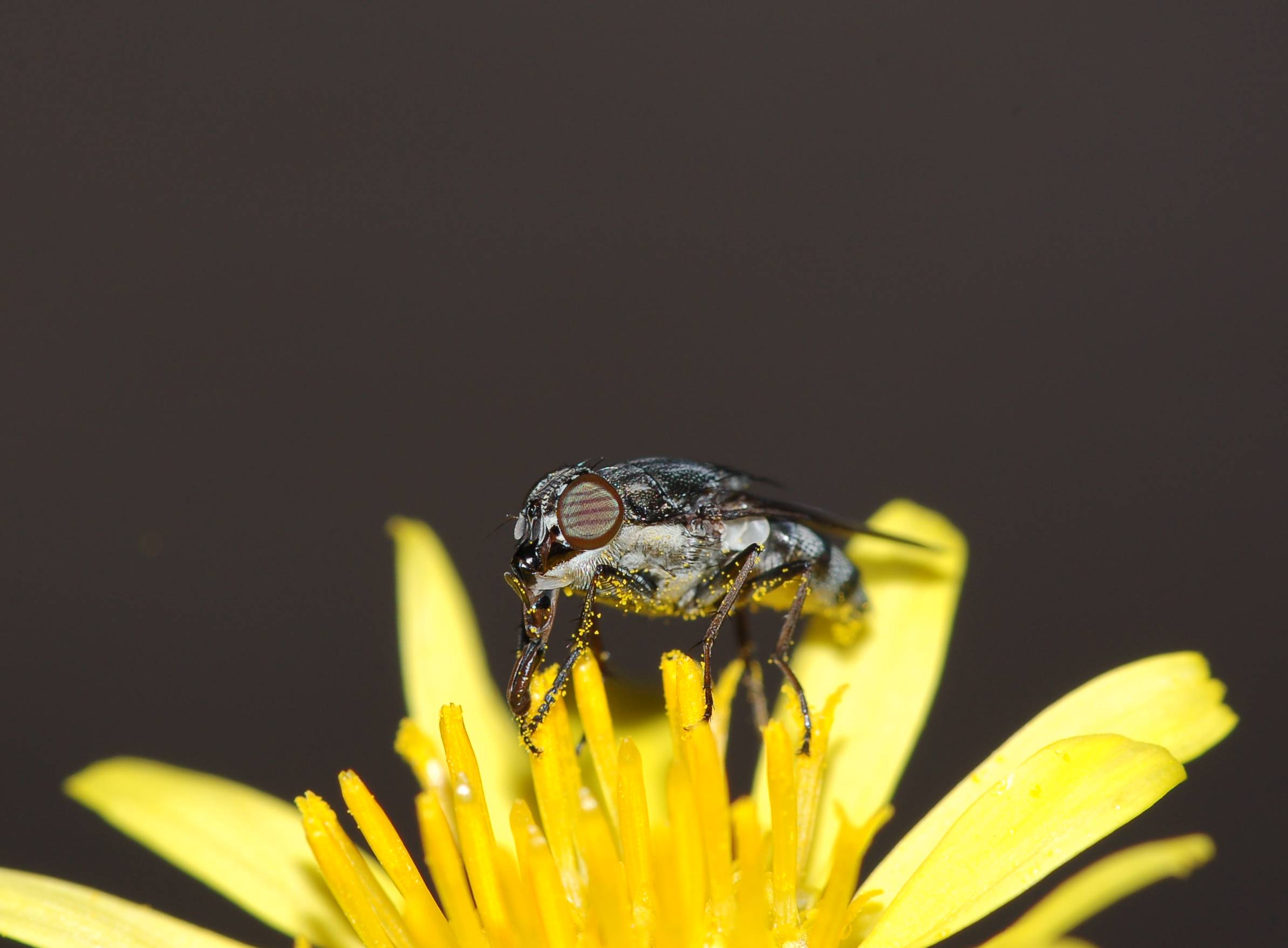 Stomorhina lunata (Calliphoridae)