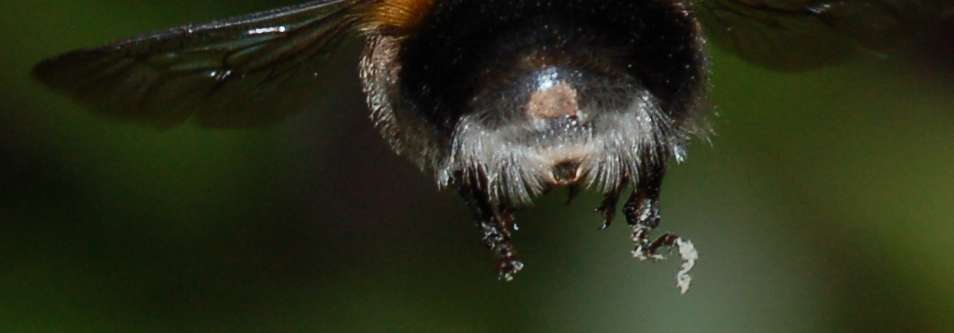 Missione compiuta! Habropoda tarsata in volo