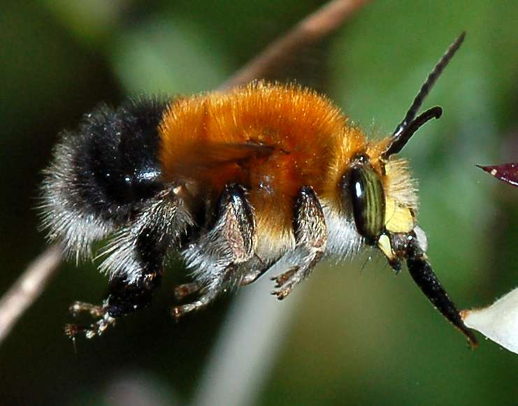 Missione compiuta! Habropoda tarsata in volo