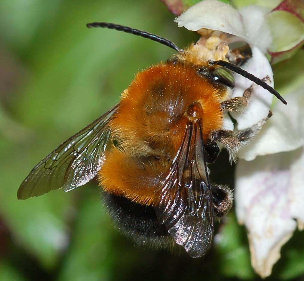 Missione compiuta! Habropoda tarsata in volo