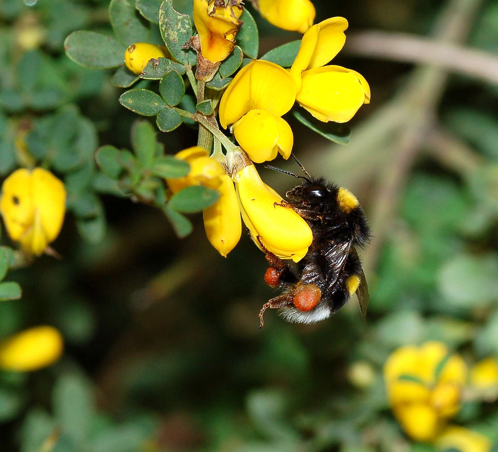 Identificazione Bombus