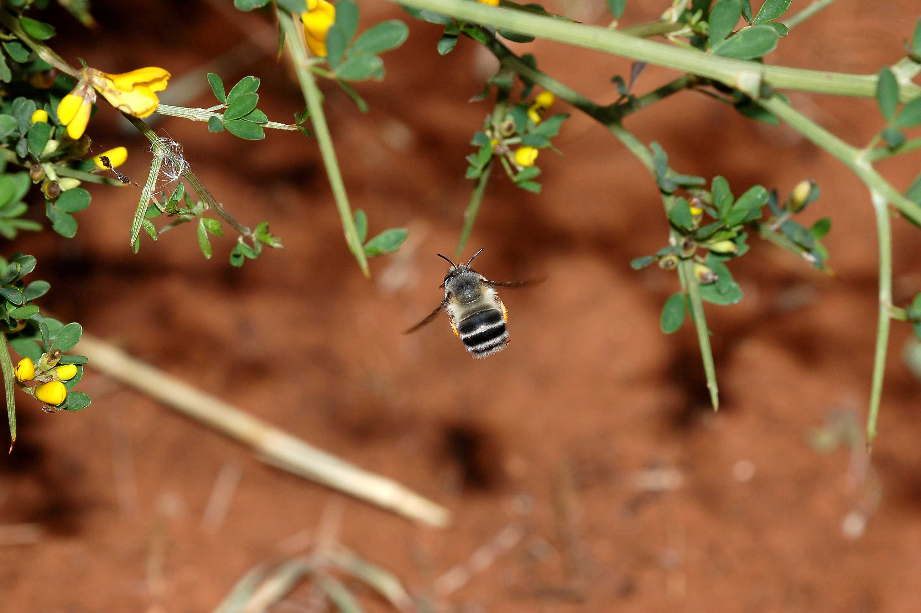 Identificazione Anthophora