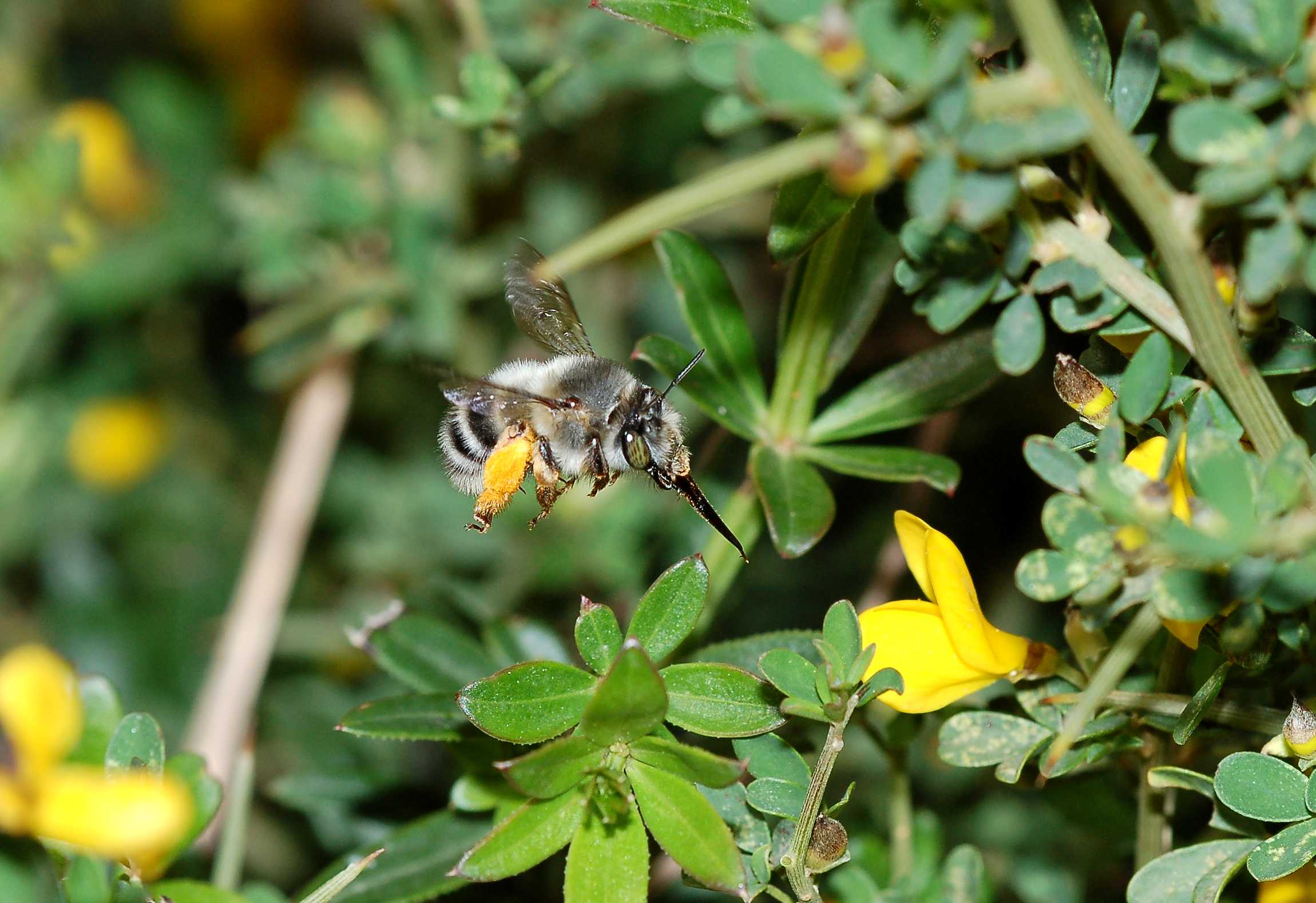 Identificazione Anthophora