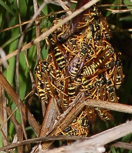 Fine di un Regno (Polistes)