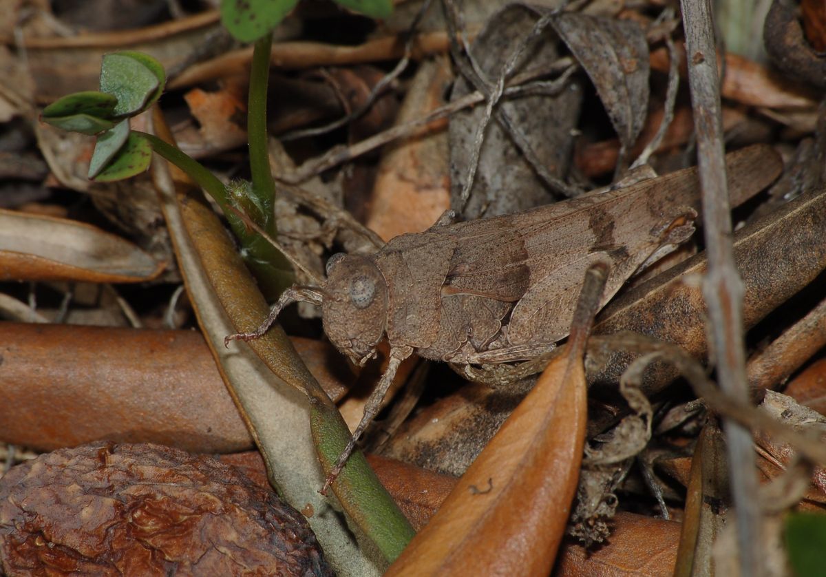 identificazione cavallette d''ottobre