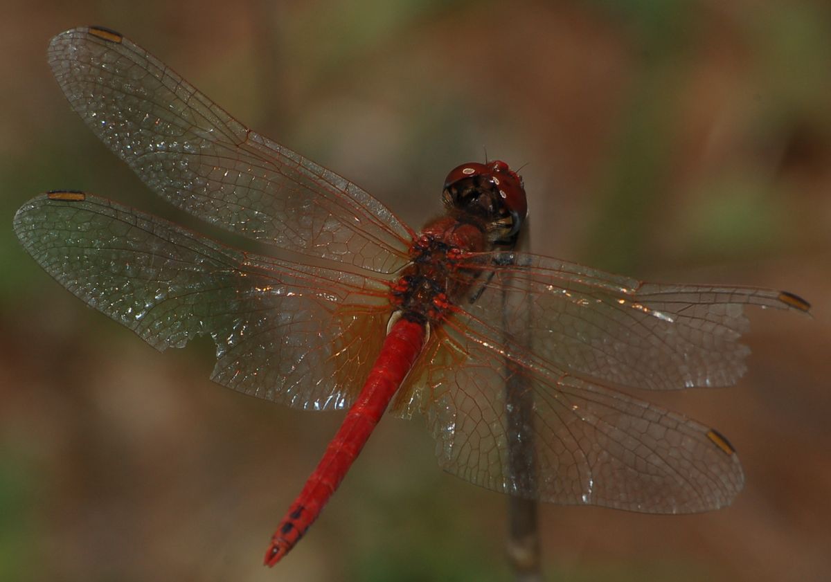 identificazione #2 - Sympetrum fonscolombii (maschio)