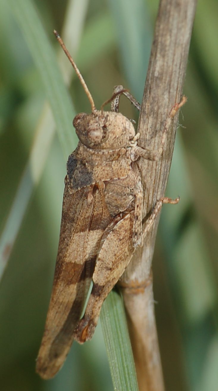 identificazione cavallette d''ottobre