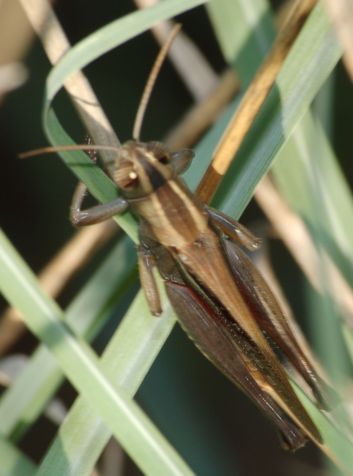 identificazione cavallette d''ottobre