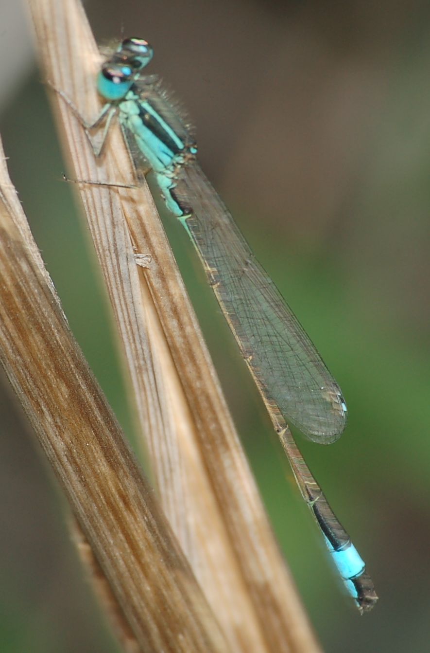 identificazione #1 - Ischnura genei (maschio)