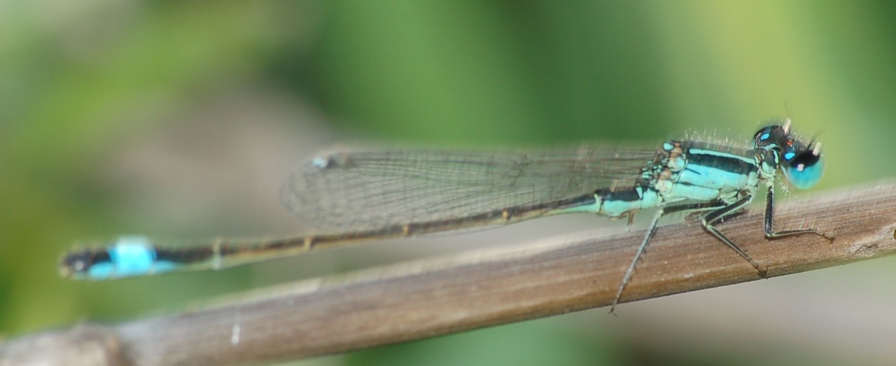 identificazione #1 - Ischnura genei (maschio)