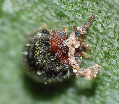 Coccinellidae Scymninae