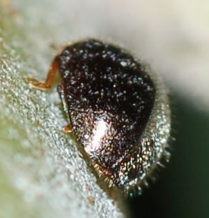 Coccinellidae Scymninae