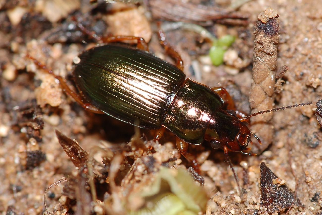 verde scuro piccolo e pauroso: Harpalus affinis