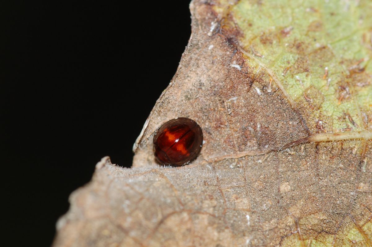 Un lucido spot rosso:Brumus quadripustulatus (Coccinellidae)