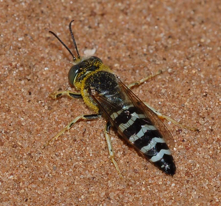 Femmine (gialle)  e maschio (grigio) di Bembix cfr oculata