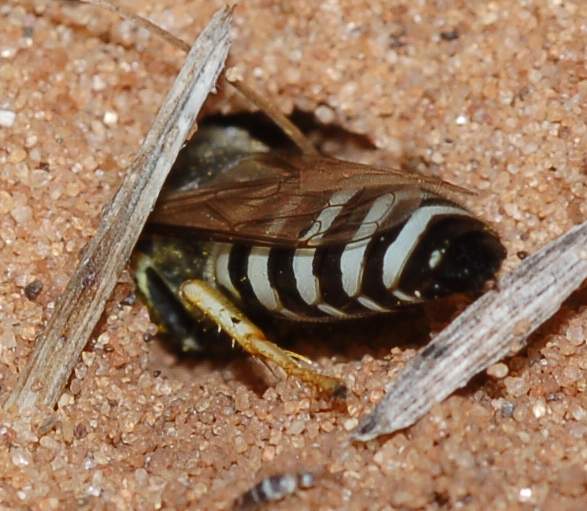 Femmine (gialle)  e maschio (grigio) di Bembix cfr oculata