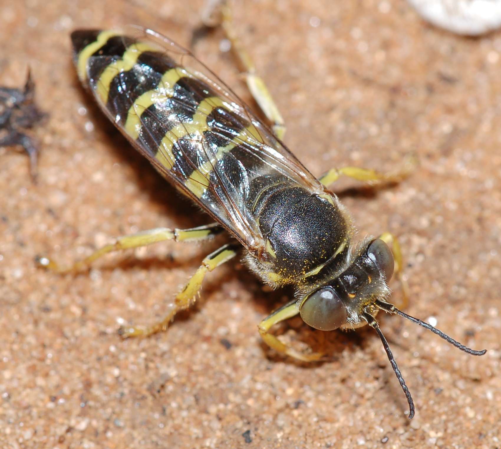 Femmine (gialle)  e maschio (grigio) di Bembix cfr oculata