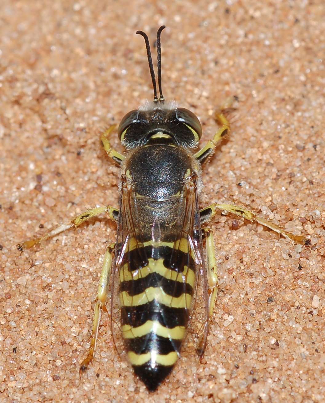 Femmine (gialle)  e maschio (grigio) di Bembix cfr oculata