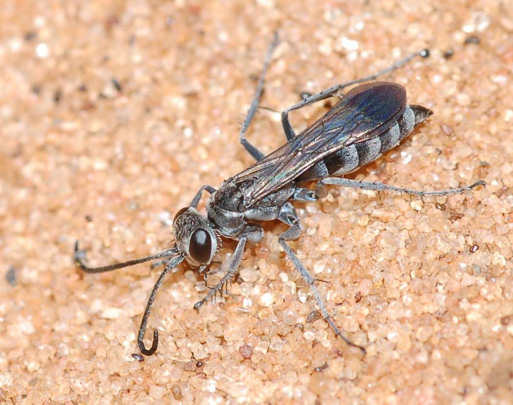 Pompilidae: Pompilus cinereus