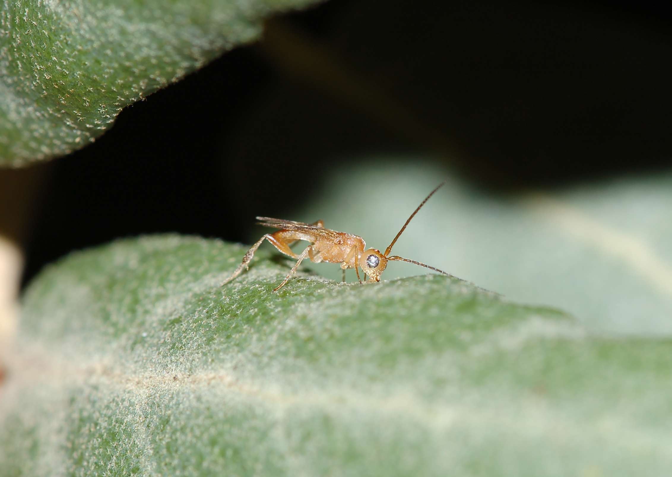 Piccolissimo Braconidae con occhi d''argento