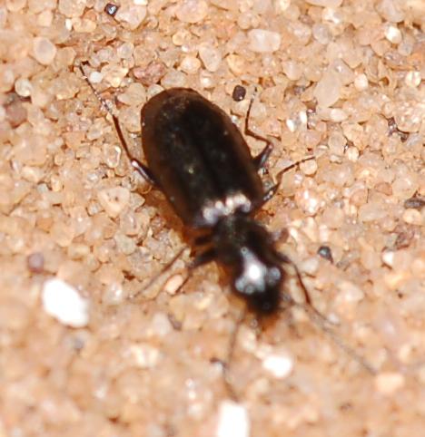 piccolo Carabidae nero: Syntomus foveatus