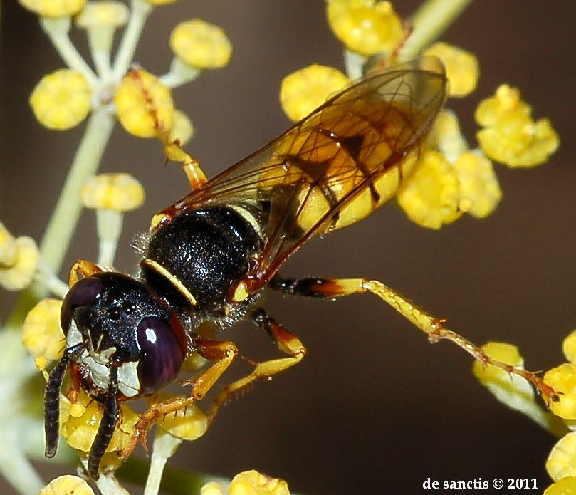 Occhi viola: femmina di Philanthus triangulum